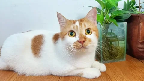 Cat looking curious Stock Footage 291634832