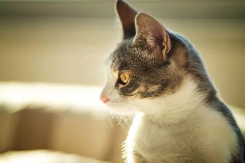 Cat looking curiously Stock Photos