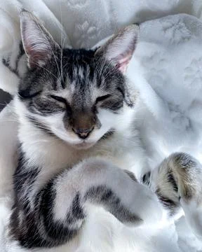 Cat looking cute with paws up Stock Photos