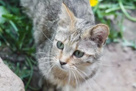 A cat is looking cute Foto stock