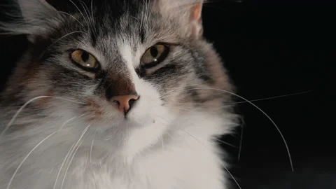 Cat is looking in dark 動画素材 130730008