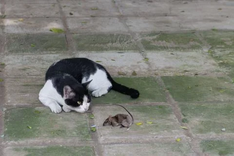 Cat looking a dead mouse on the floor Photos