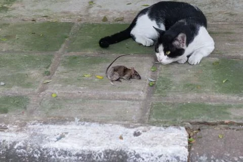 Cat looking a dead mouse on the floor Stock Photos