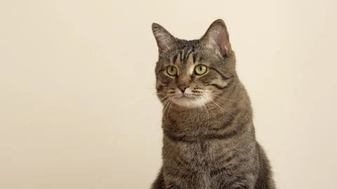 Cat looking in different directions in a circle, isolated cute domestic cat on Video stock 267441196