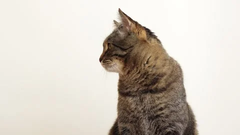 Cat looking in different directions, isolated cute domestic cat on light Stock Footage 267445995