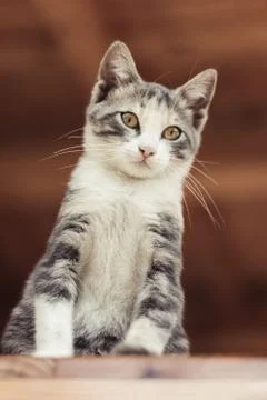 Cat looking at the direction of camera. World Cats Day concept. 写真素材