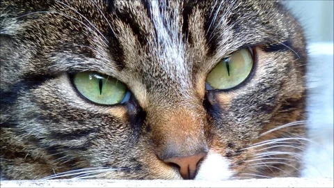 Cat looking directly into a camera Stock Footage 91375926