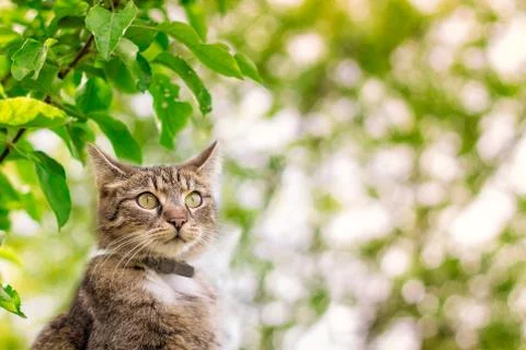 Cat looking into the distance Stock Photos