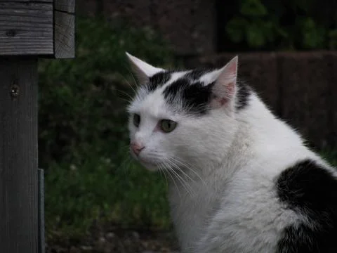 Cat looking into the distance. Stock Photos