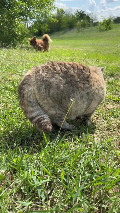 The cat is looking at the dog. Video stock 309142556