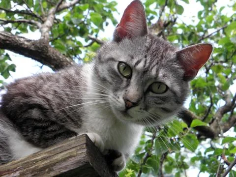Cat looking down 스톡 사진