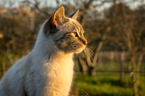 Cat looking far away Stock Photos