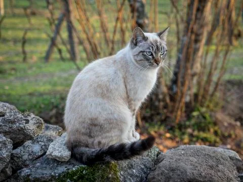 Cat looking far away Stock Photos