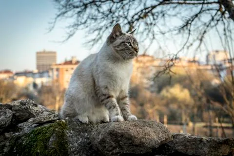 Cat looking far away Stock Photos