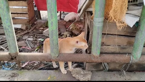 A cat is looking for food Stock Footage 234181590