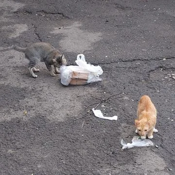The cat is looking for food on the street Stock Photos