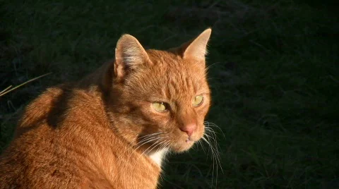Cat looking Stock Footage 558424