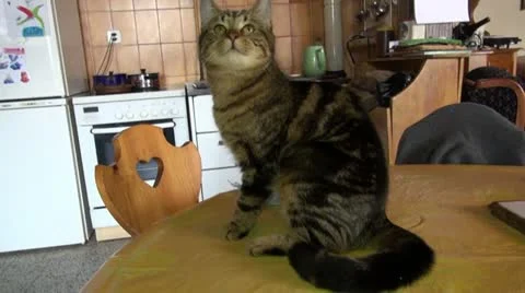 Cat looking Stock Footage 20521148