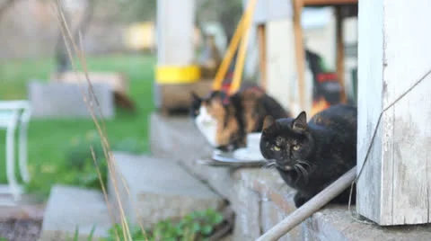 Cat looking Stock Footage 24465839