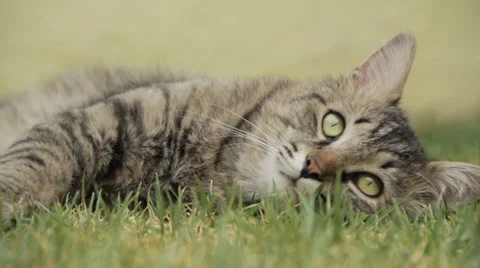 Cat Looking Stock Footage 32678560