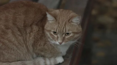 Cat looking Stock Footage 42422368