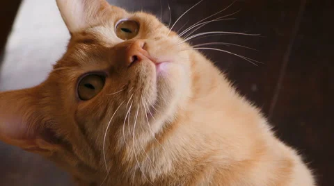 Cat looking up Stock Footage 49879040