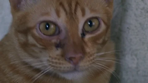 Cat looking Stock Footage 81330083