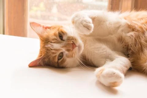 The cat is looking forward and looking cute. Stock Photos