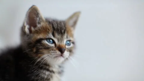 Cat Looking Forward Видео 330576566