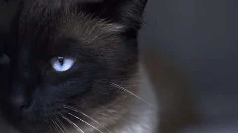CAT IS LOOKING FOWARD IN CAMERA Stock Footage 75166289