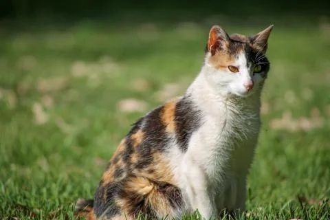 Cat looking front in the grass Stock Photos