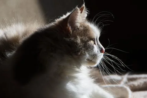 Cat looking at front 스톡 사진