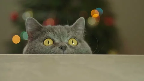 Cat looking funny on Christmas tree background. Cat celebrate New Year. 库存影片 116664538