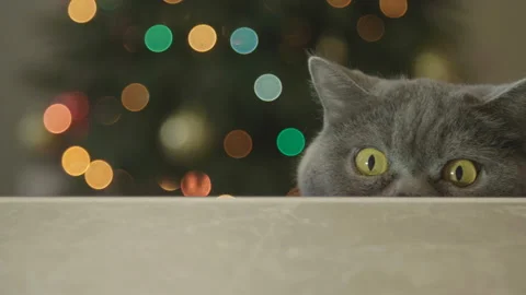 Cat looking funny on Christmas tree background. Cat celebrate New Year. 库存影片 116664763