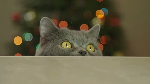 Cat looking funny on Christmas tree background. Cat celebrate New Year. 库存影片 116665297
