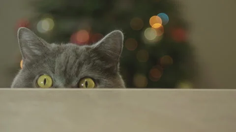 Cat looking funny on Christmas tree background. Cat celebrate New Year. 库存影片 116665885