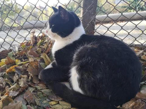 Cat Looking Future Stock Photos