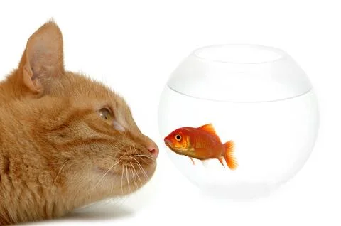Cat looking at goldfish Foto stock