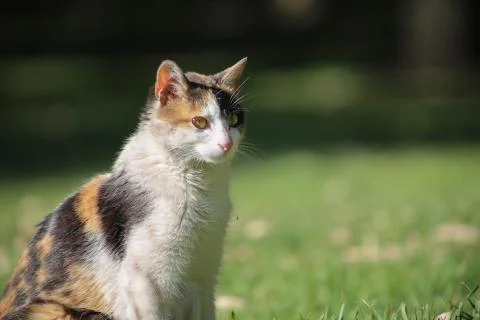 Cat looking in the grass Stock Photos