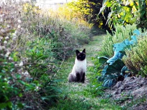 A cat is looking from the grass Stock-Fotos