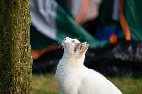A cat looking up from the ground Stock Photos