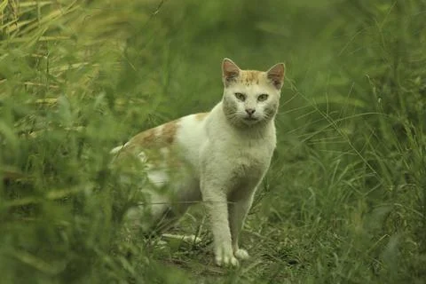 A cat looking by he field Stock Photos