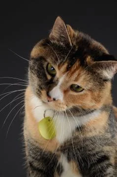 Cat looking inquisitively Stock Photos