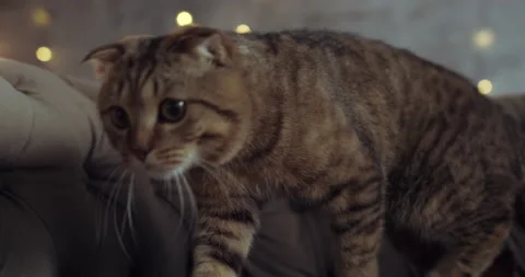 A cat looking interested in something Stock Footage 141864656