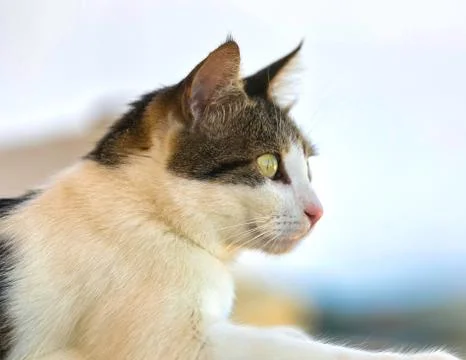 Cat Looking. Isolated. Foto stock