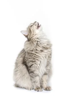 Cat looking up isolated on white Stock Photos