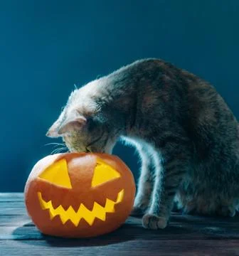 Cat looking into jack-o-lantern Halloween pumpkin. Stock Photos