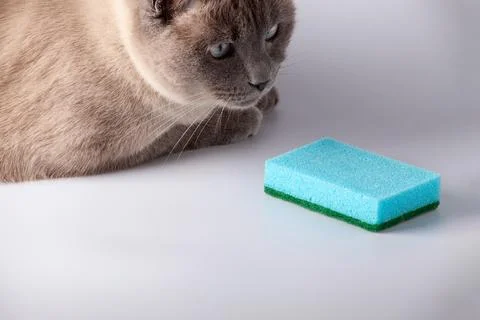 Cat looking at kitchen sponge. Blue Dish washing sponge. Stock Photos