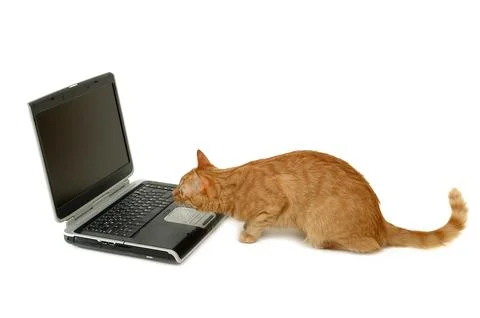 Cat is looking at laptop Stock Photos