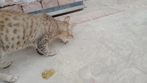 Cat Looking Left and Meowing, Side Profile and Natural Feline Communication Vídeos de archivo 347489071